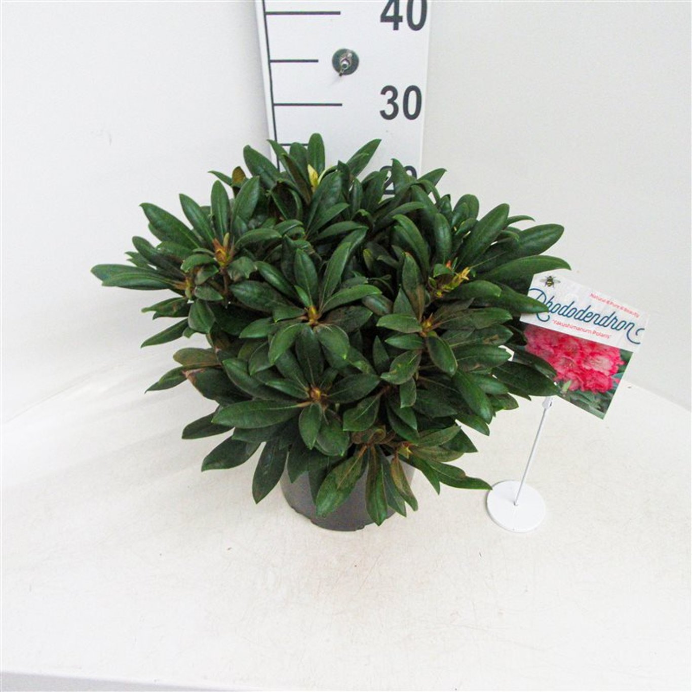 Rhododendron – Rhododendron (Y); 'Polaris' - C5 25-30 CM